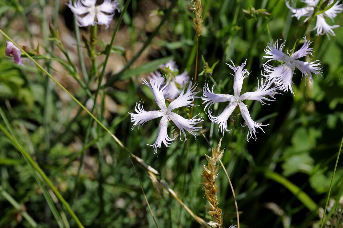 Dianthus da catalogare