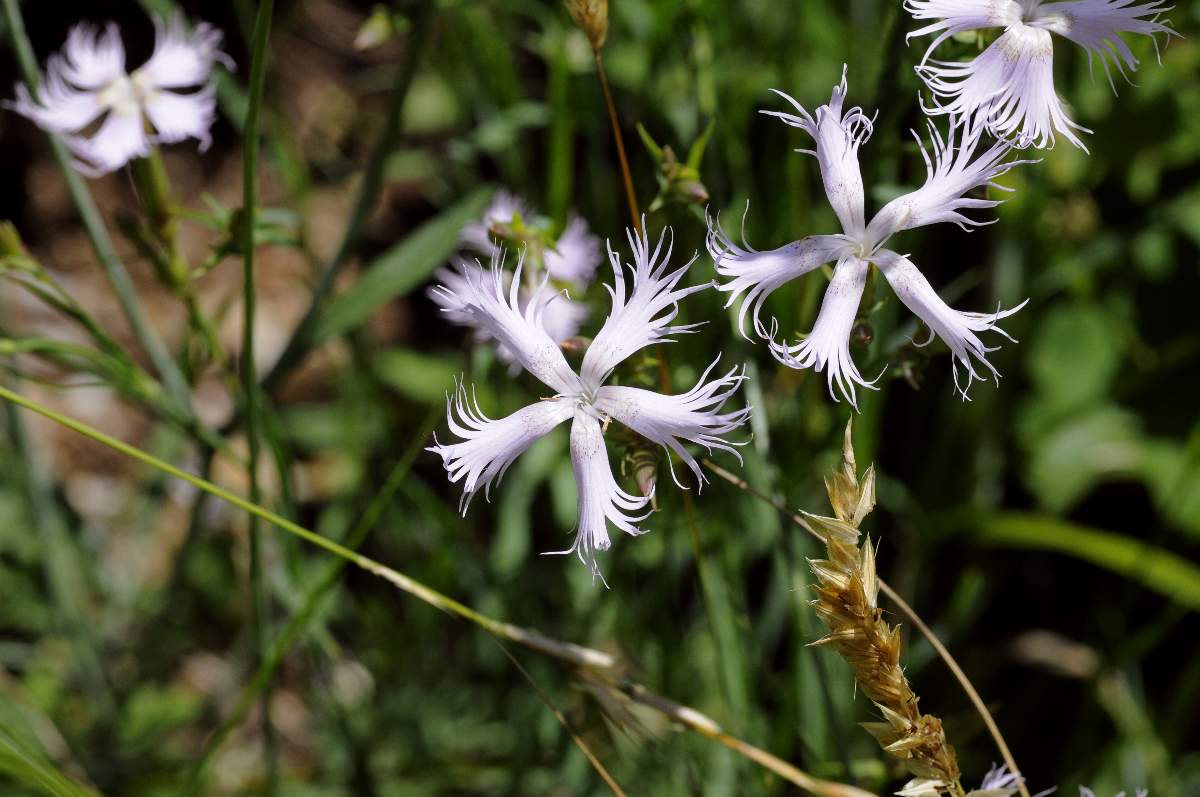 Dianthus da catalogare