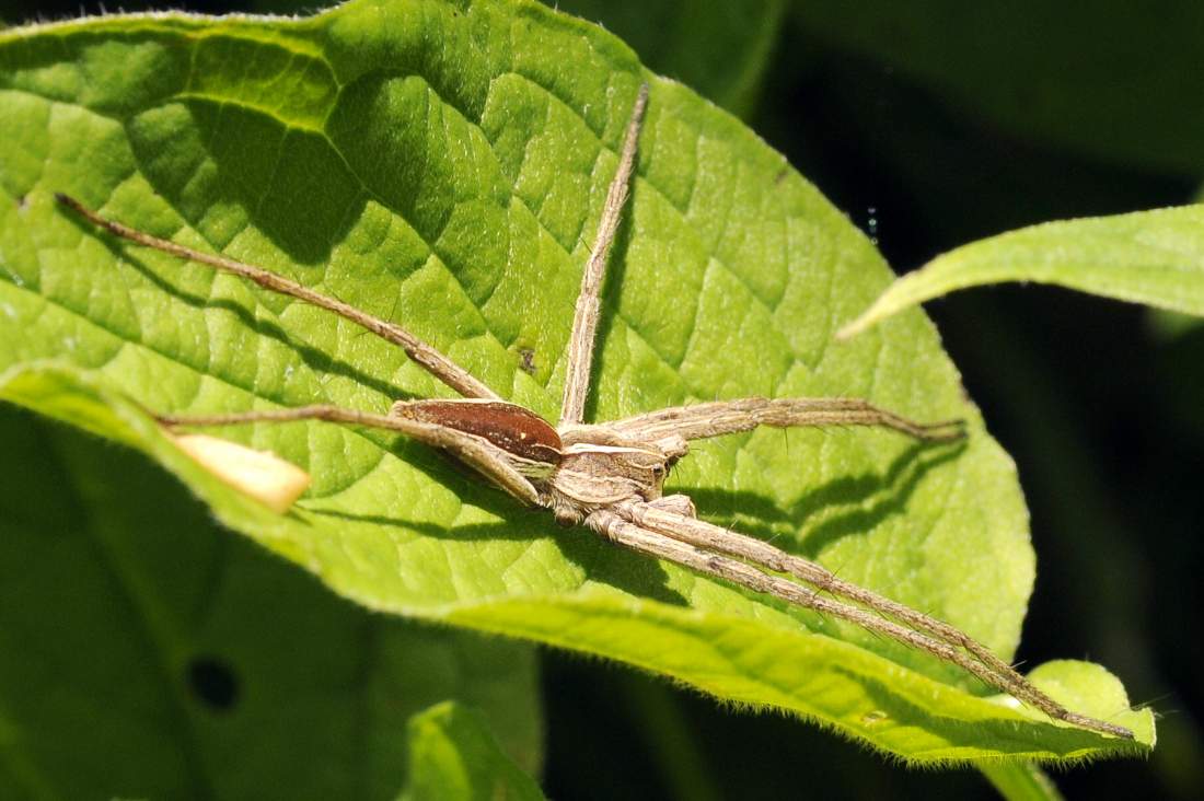 Pisaura sp. - Cornuda (TV)