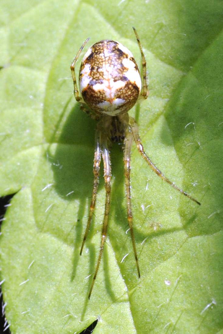 Metellina sp. - Monte Monfenera (TV)