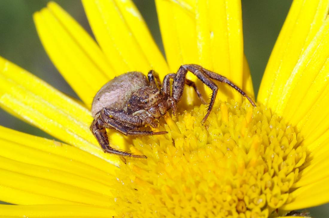 Xysticus sp. - Monte Grappa (TV)