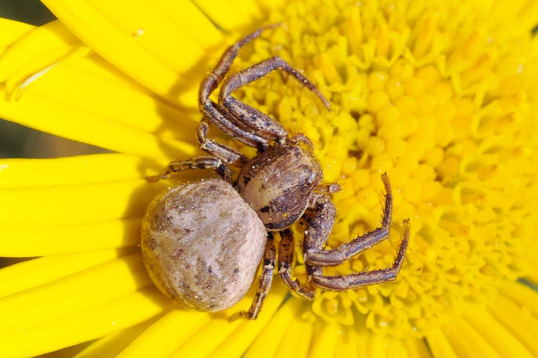 Xysticus sp. - Monte Grappa (TV)