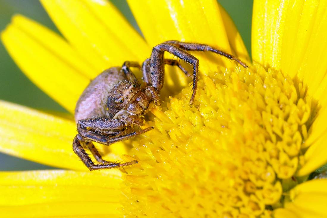 Xysticus sp. - Monte Grappa (TV)