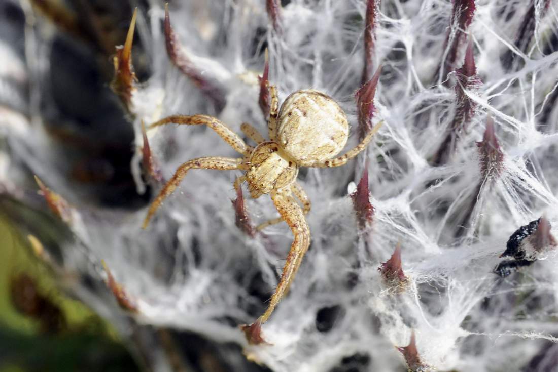 Xysticus sp. - Monte Grappa (TV)