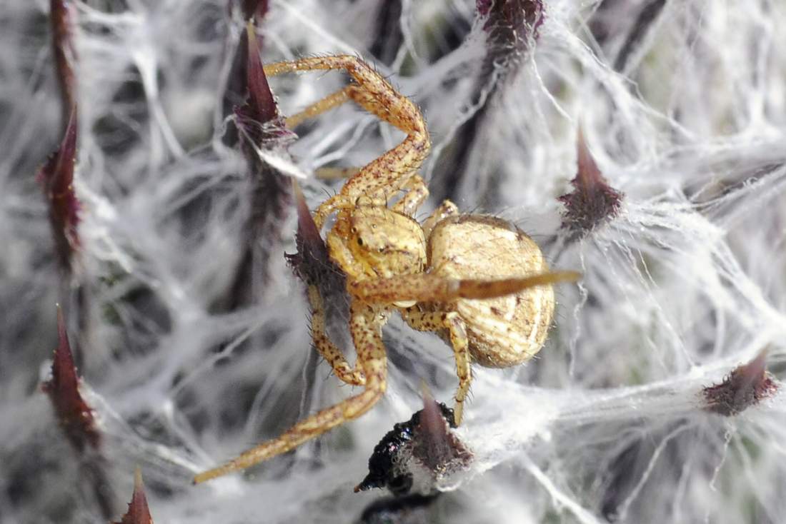 Xysticus sp. - Monte Grappa (TV)