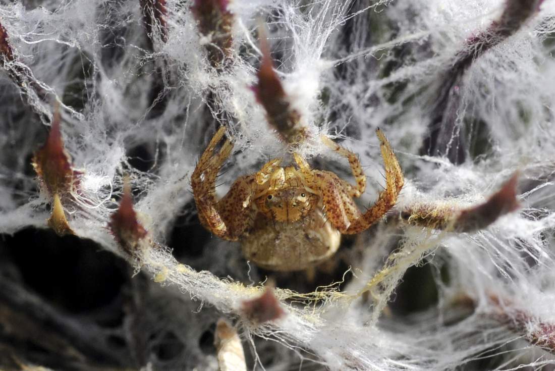 Xysticus sp. - Monte Grappa (TV)