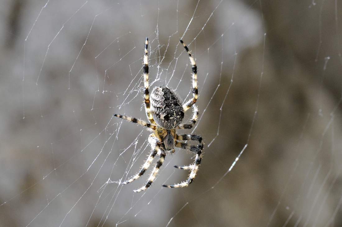 Araneus diadematus - Monte Grappa (TV)