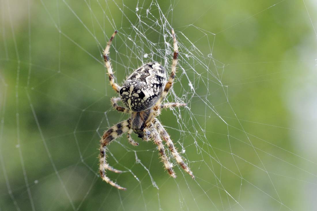 Araneus diadematus - Monte Grappa (TV)