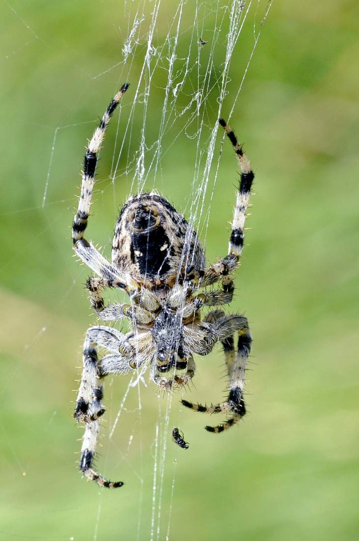 Araneus diadematus - Monte Grappa (TV)