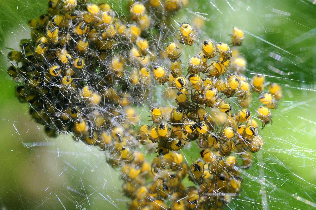 slings di Araneus sp. - Montenefera (TV)