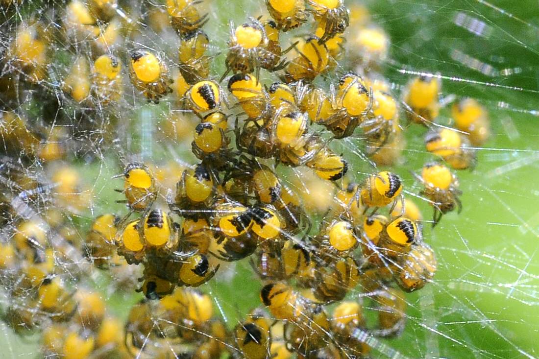 slings di Araneus sp. - Montenefera (TV)