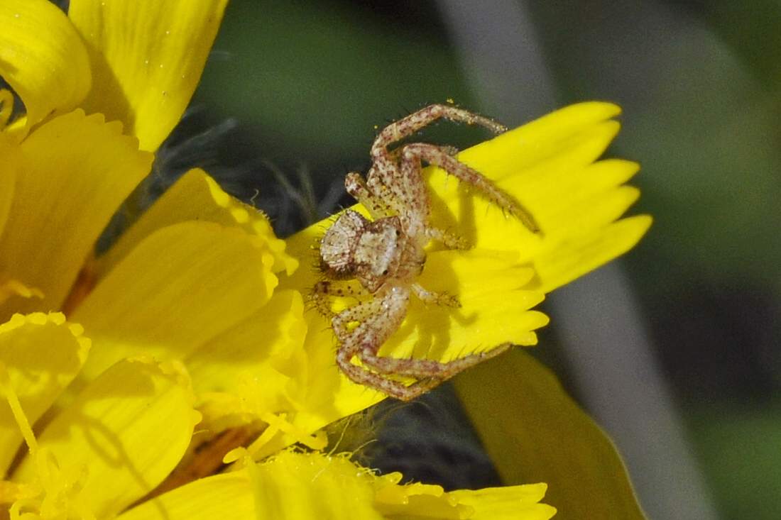 Xysticus sp. - Monte Grappa (TV)