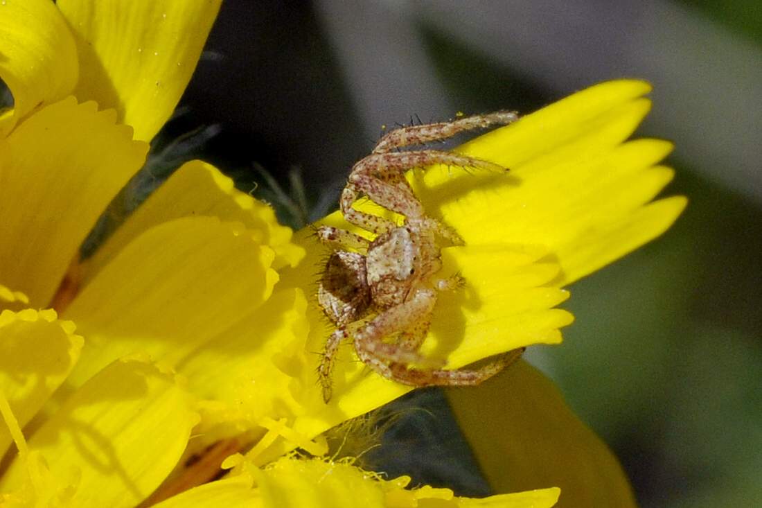 Xysticus sp. - Monte Grappa (TV)