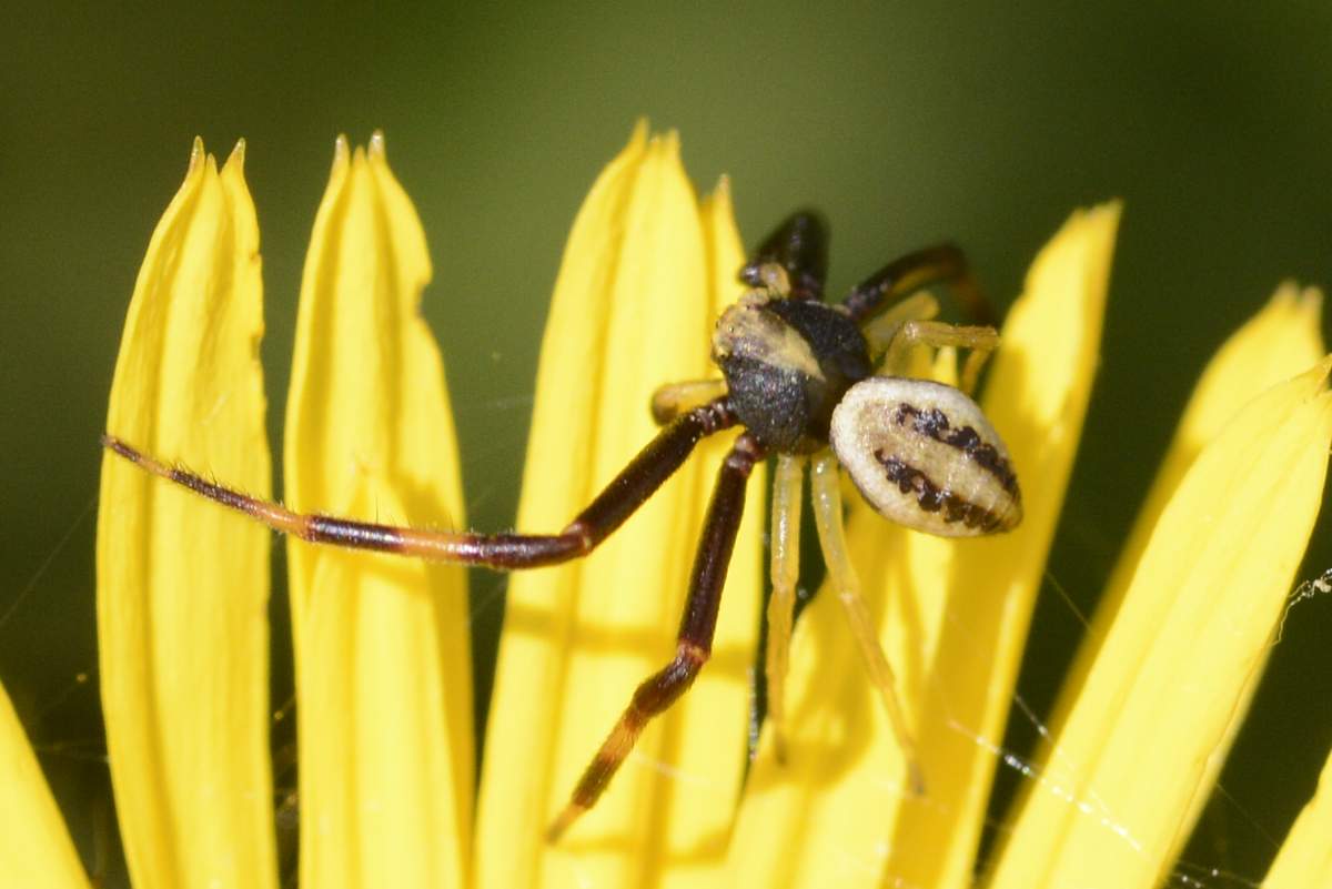 maschio di Misumena vatia - Cornuda (TV)