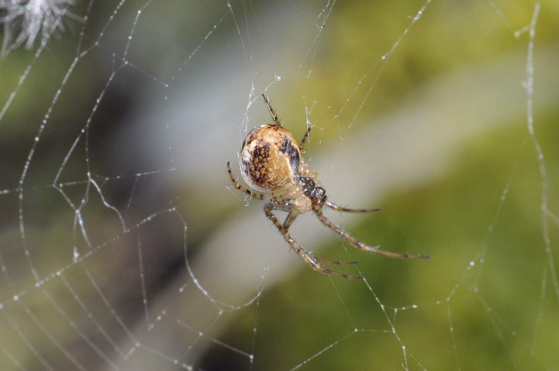 Metellina sp. - Montenefera (TV)