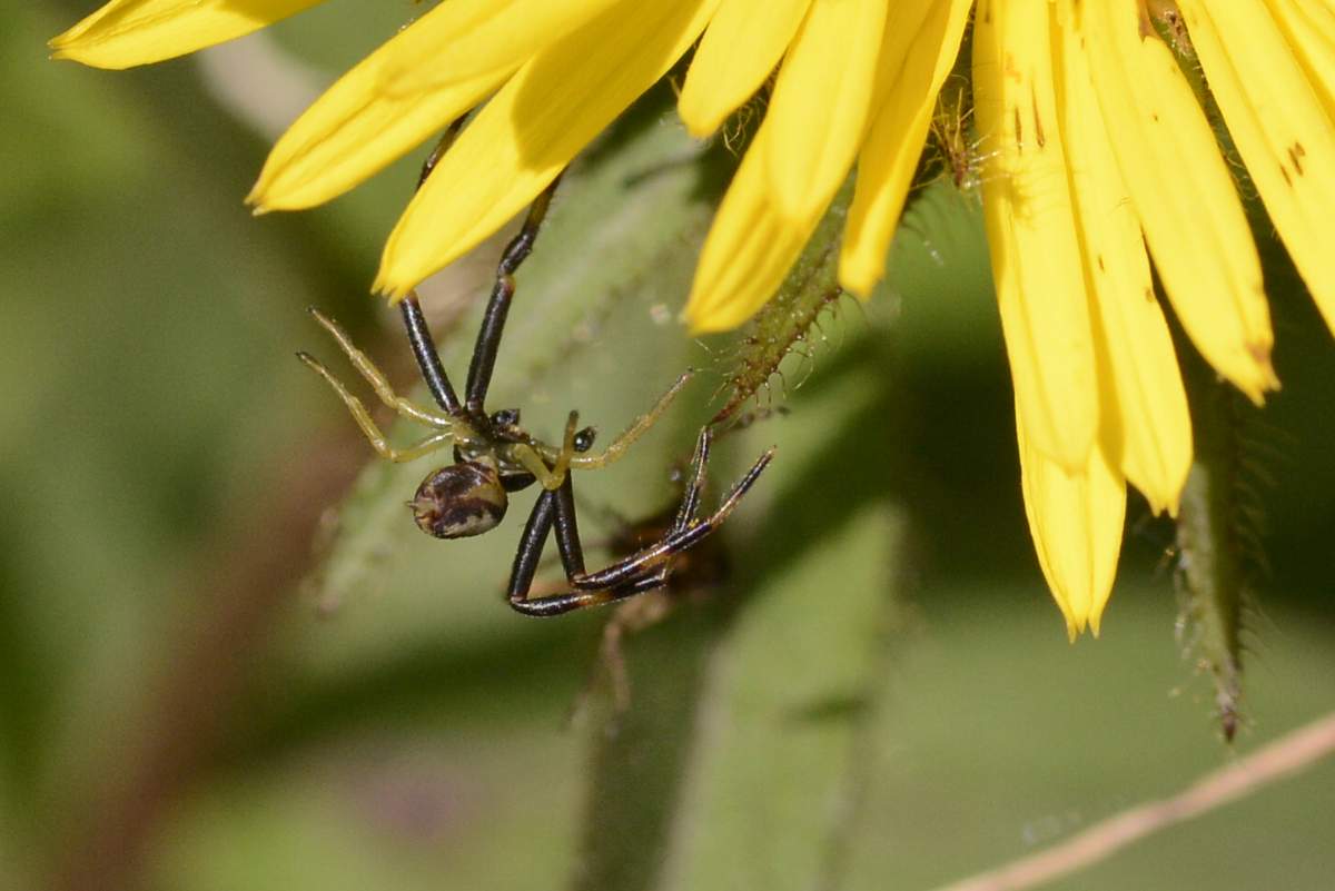 maschio di Misumena vatia - Cornuda (TV)