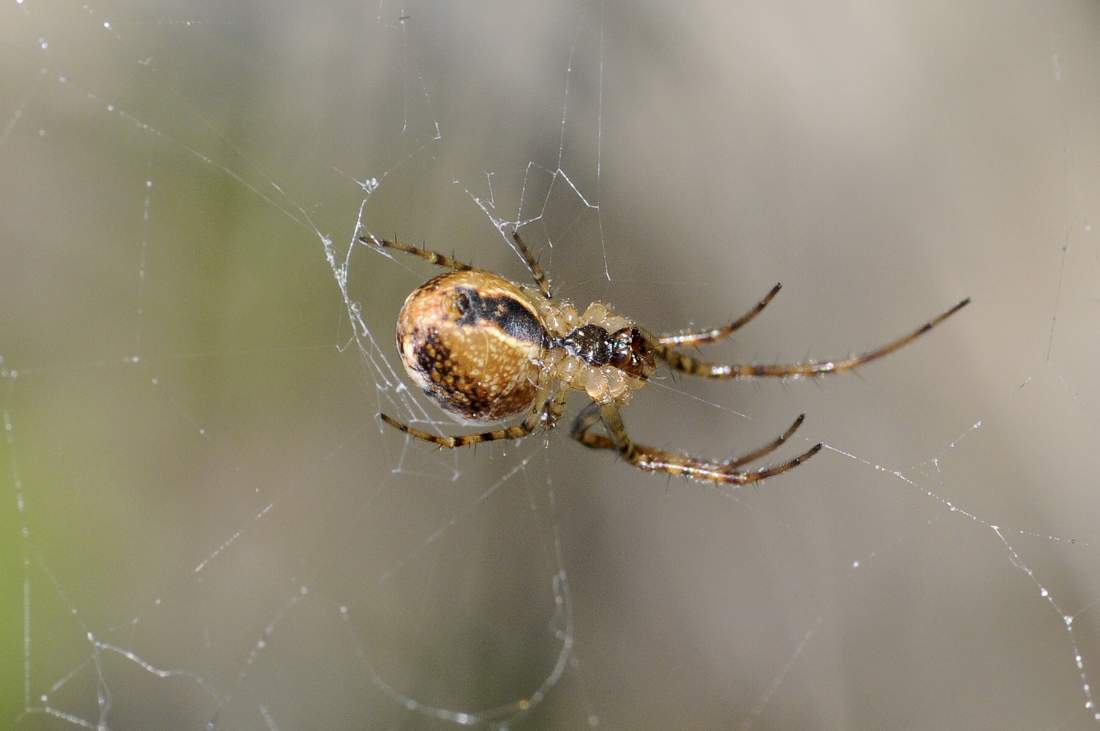 Metellina sp. - Montenefera (TV)