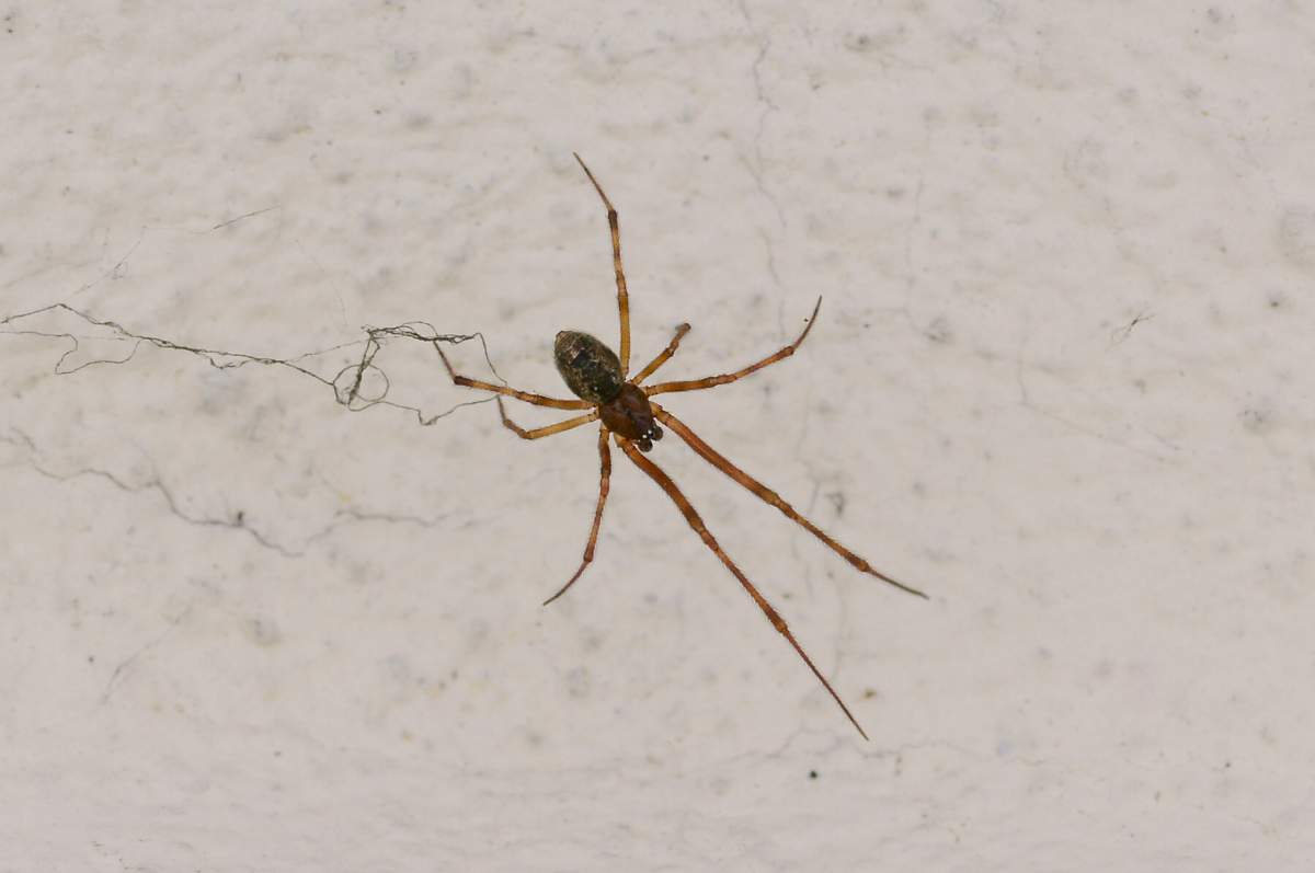 Maschio di Parasteatoda tepidariorum - Montebelluna (TV