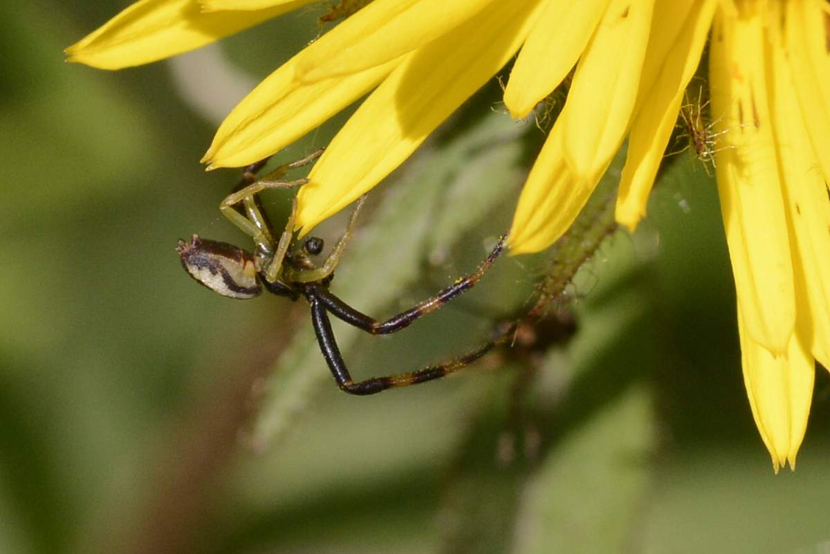 maschio di Misumena vatia - Cornuda (TV)