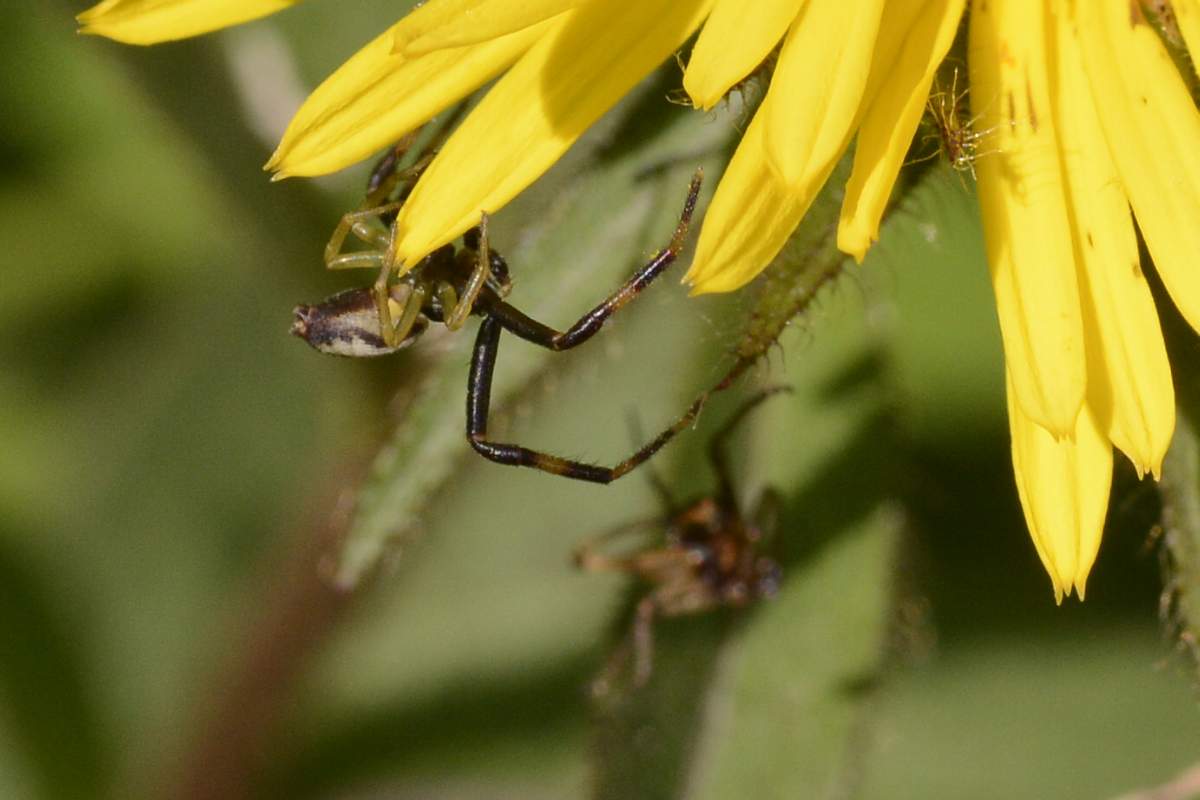 maschio di Misumena vatia - Cornuda (TV)