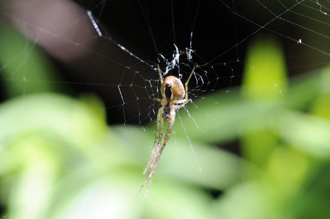 Metellina sp. - Montenefera (TV)