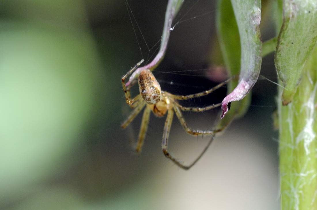 Metellina sp. - Montenefera (TV)