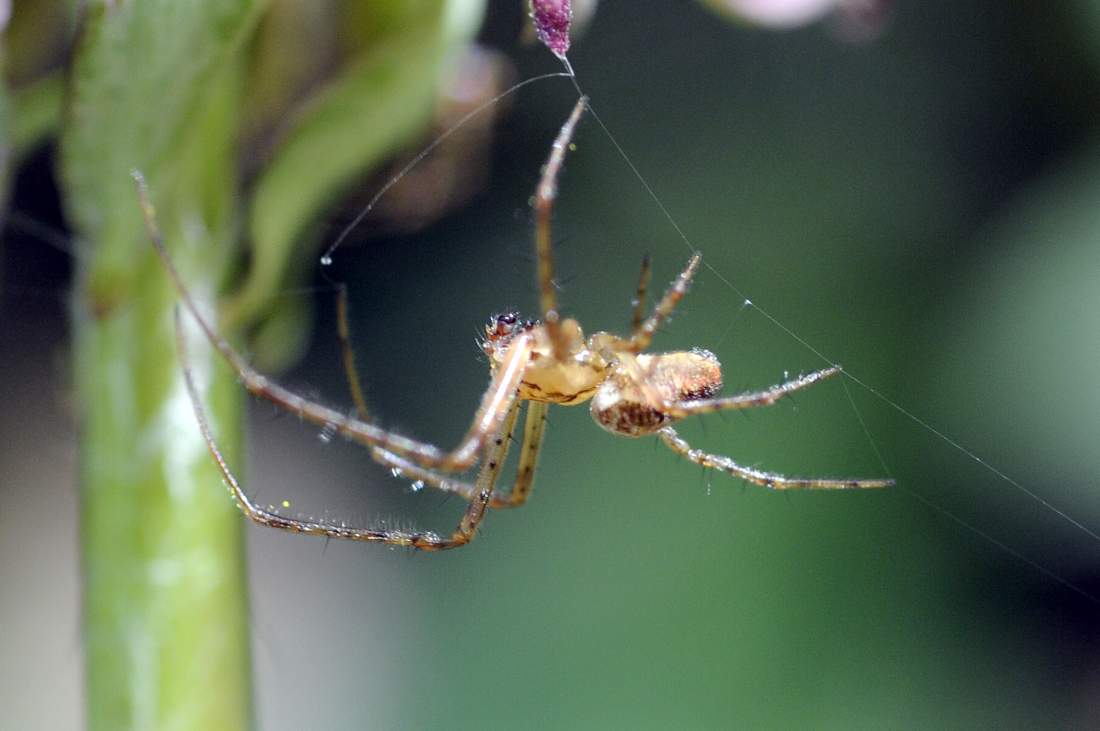 Metellina sp. - Montenefera (TV)