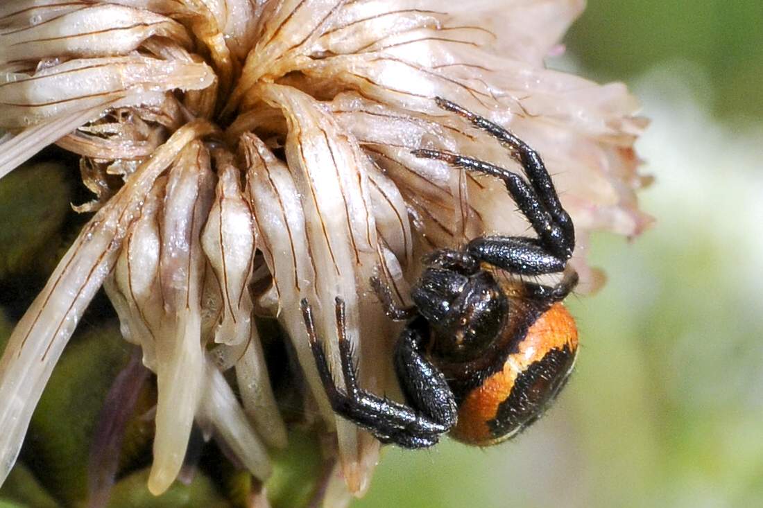 Synema globosum - Cornuda (TV)