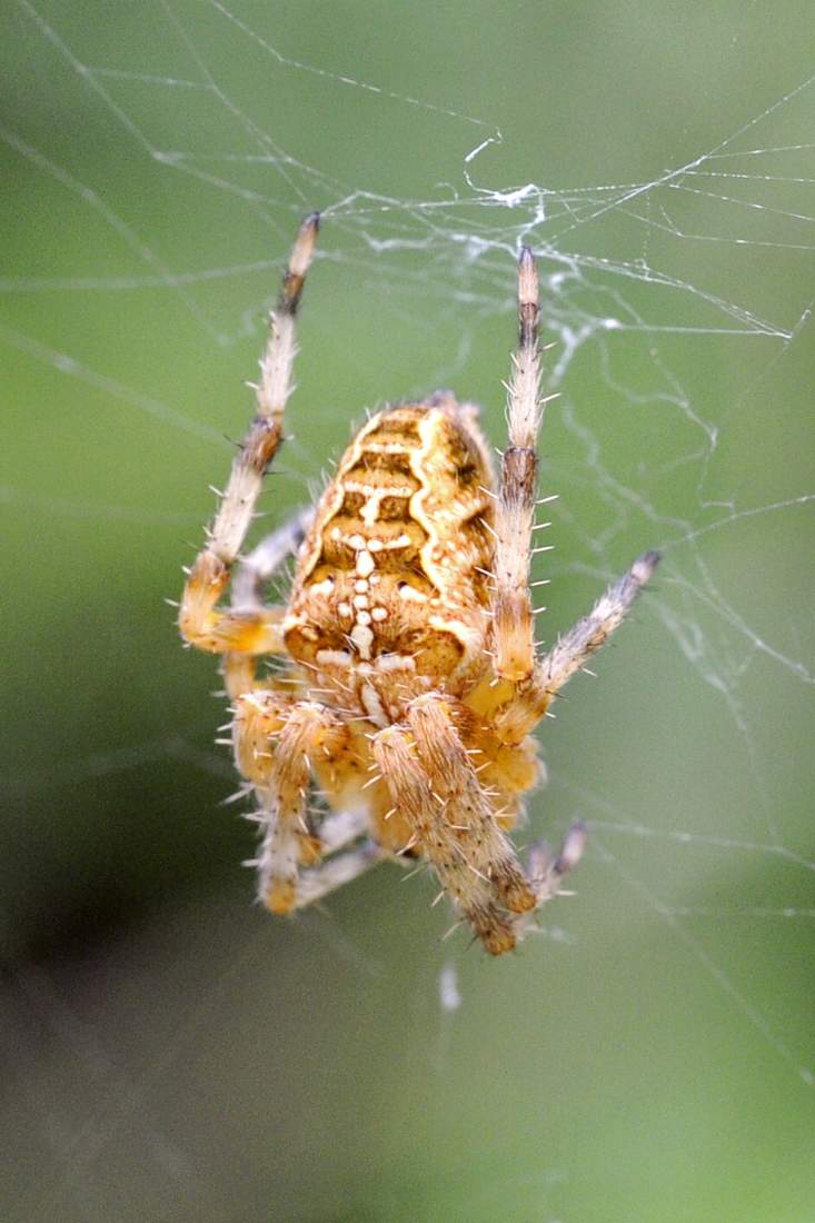 Araneus diadematus - Montenefera (TV)