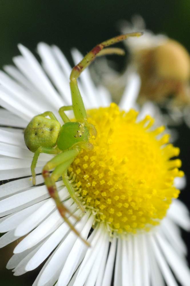 Ebrechtella tricuspidata