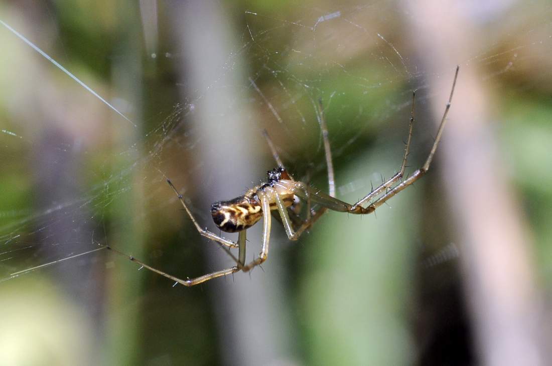 Linyphia triangularis - Montenefera (TV)