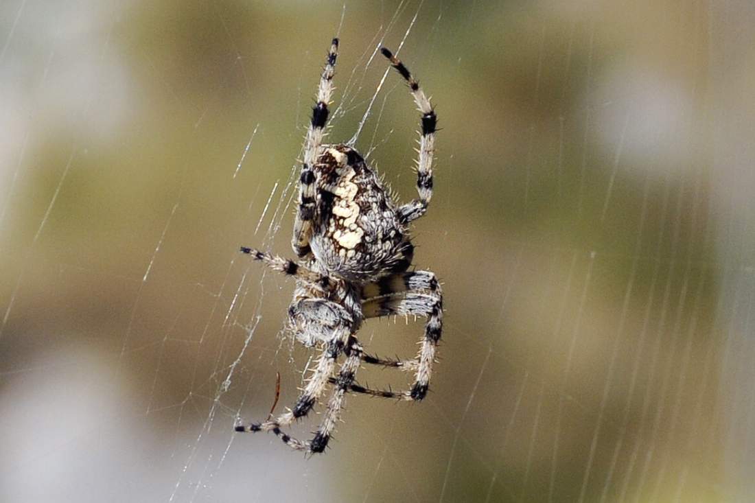 Araneus diadematus - Monte Grappa (TV)