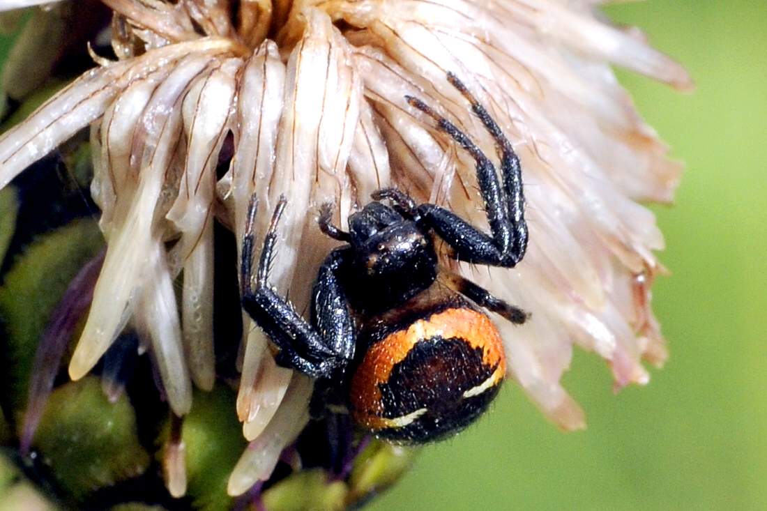 Synema globosum - Cornuda (TV)