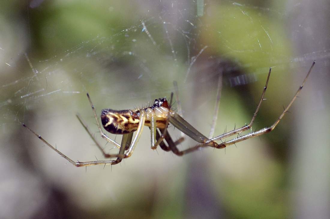 Linyphia triangularis - Montenefera (TV)