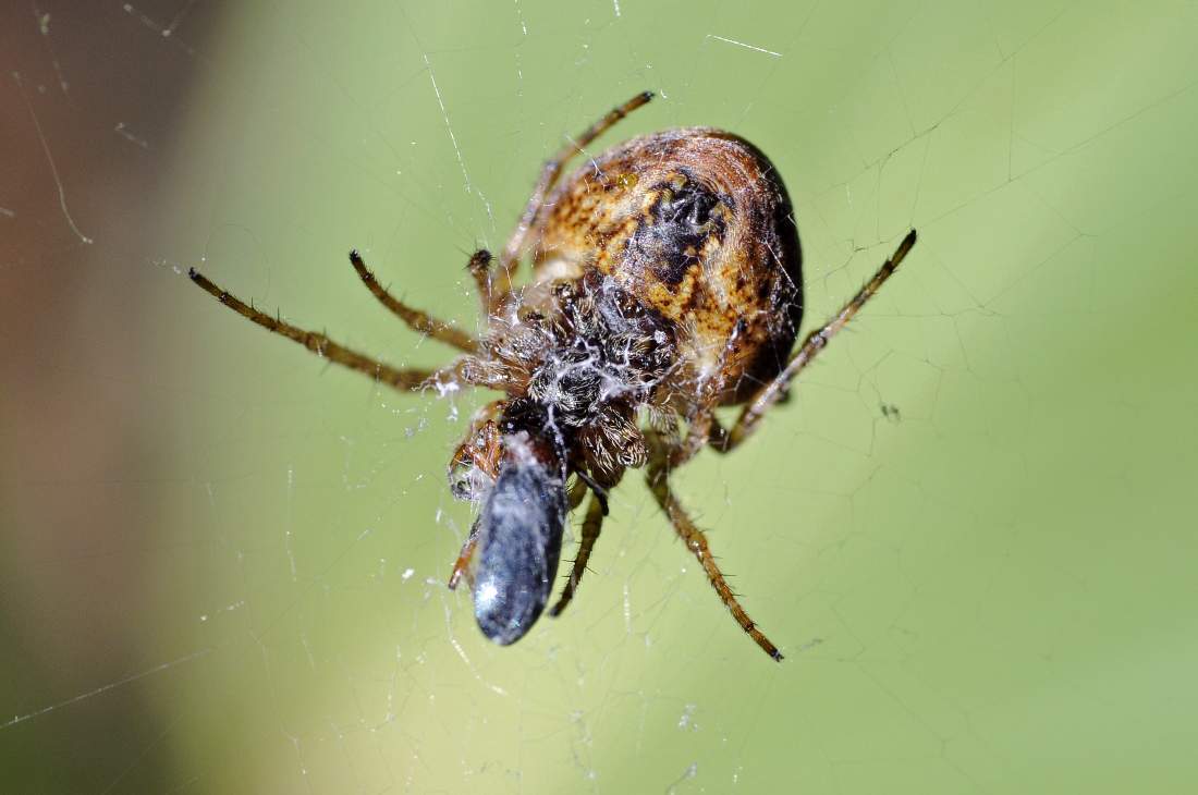 Araneidae - Cornuda (TV)