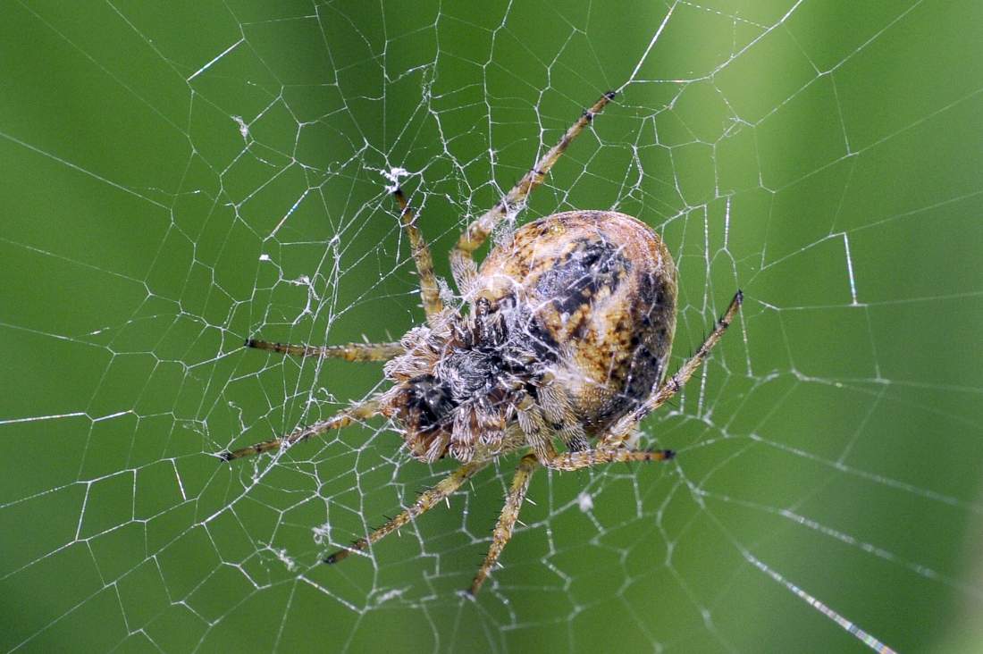 Araneidae - Cornuda (TV)