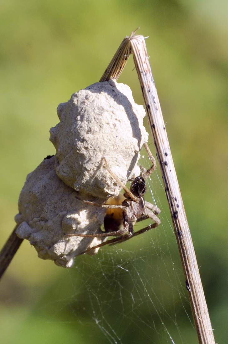 Pisaura sp. - Asolo (TV)