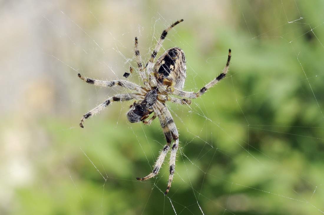 Araneus diadematus - Monte Grappa (TV)