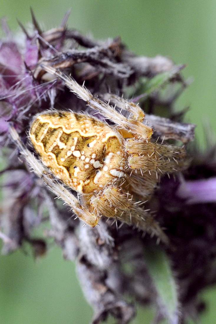 Araneus diadematus - Montenefera (TV)