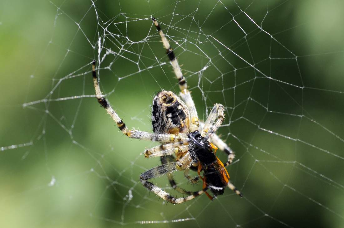 Araneus diadematus - Monte Grappa (TV)