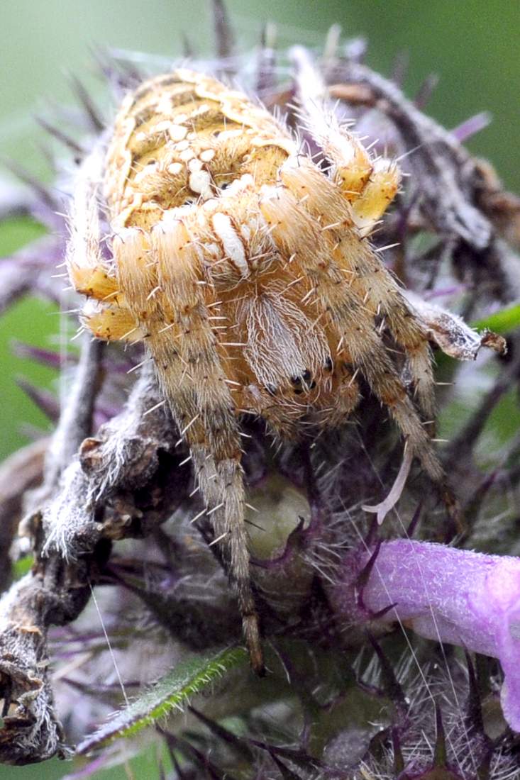 Araneus diadematus - Montenefera (TV)