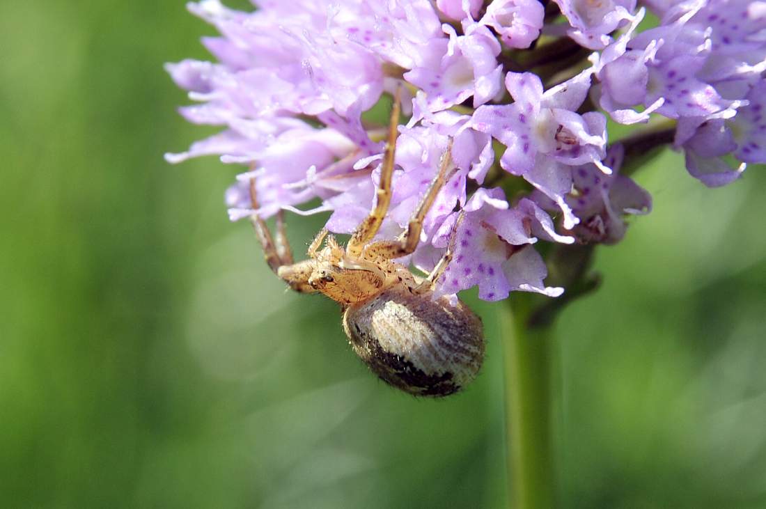 Xysticus sp.