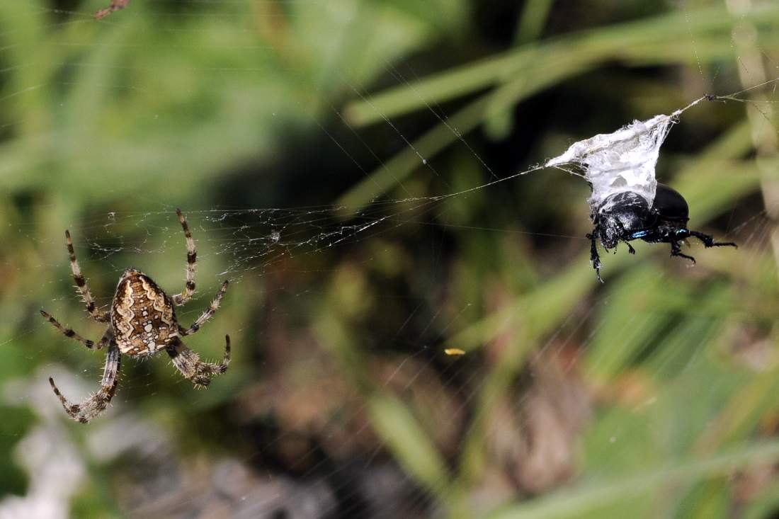 Araneus diadematus con coleottero - Monte Grappa (TV)