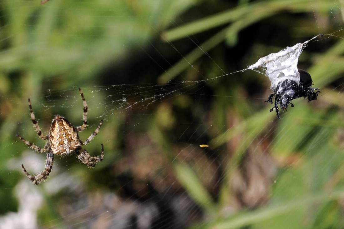 Araneus diadematus con coleottero - Monte Grappa (TV)