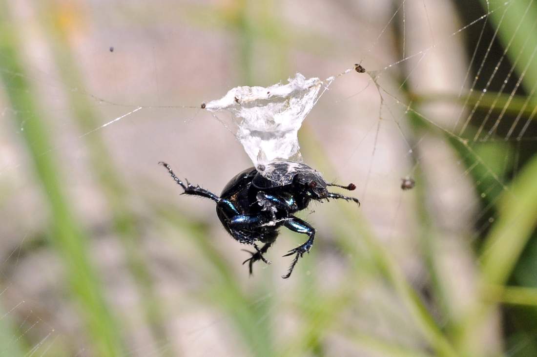 Araneus diadematus con coleottero - Monte Grappa (TV)