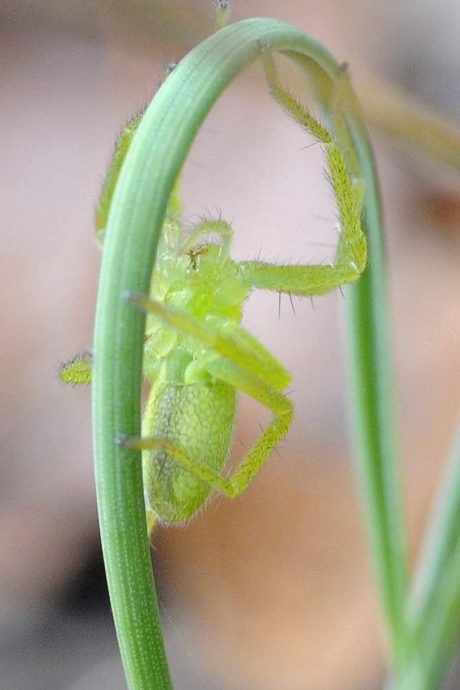 Micrommata virescens