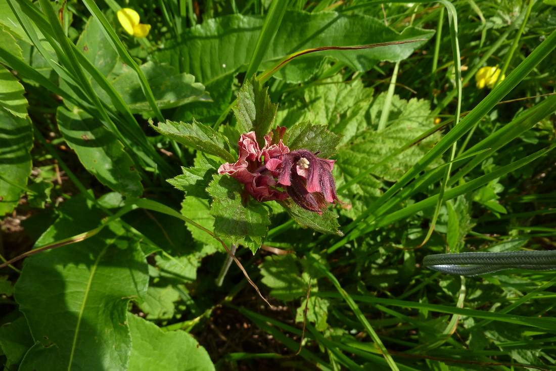 Fiore strano rosso:  lusus di Geum rivale