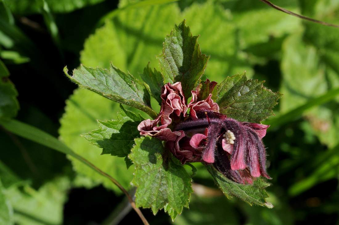 Fiore strano rosso:  lusus di Geum rivale