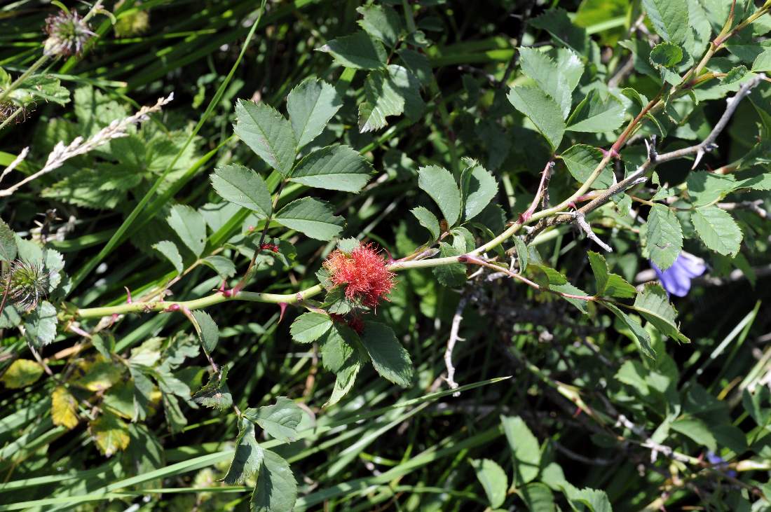 Parassita su rosa canina - Diplolepis rosae