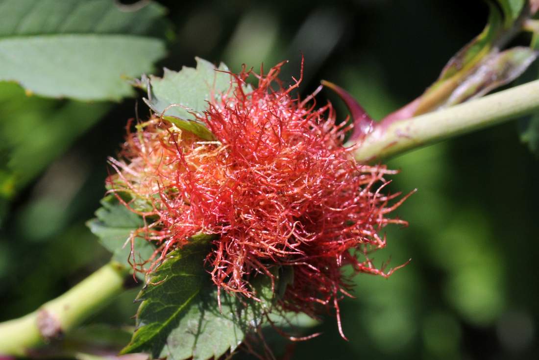 Parassita su rosa canina - Diplolepis rosae